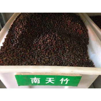 南天竹种子 红天竹 楠天竹 林木种子 南天竹半斤