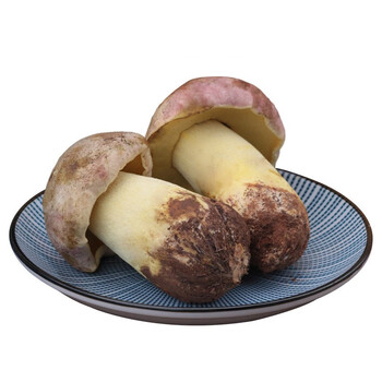 智田喜云南白葱牛肝菌见手青菌菇菌子白葱牛肝菌500g