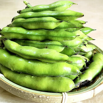 四川新鲜蚕豆2斤农家自种带壳胡豆现摘现发新鲜蔬菜罗汉豆兰花豆批发6