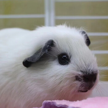 double yellow加州荷兰猪活体逆毛缎毛长毛长顺长逆卷毛雕灰色豚鼠