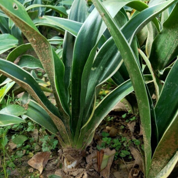 植果缘