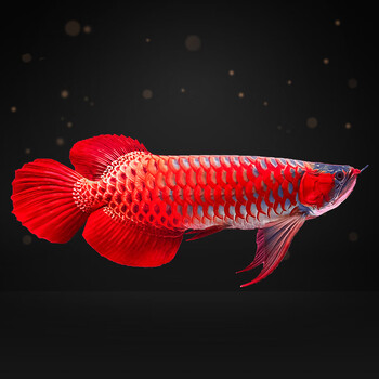 jypet活体宠物印尼红龙鱼活体辣椒超血过背金龙鱼活鱼苗淡水热带观赏