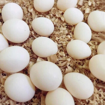 鸟蛋新鲜蛋受精鸟蛋八哥鸟蛋牡丹种蛋玄凤虎皮鹦鹉文鸟七彩文鸟蓝银顶