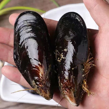 鲜活海虹大号现捕淡菜新鲜紫口贝类海鲜水产6斤装个大滋补极力当天