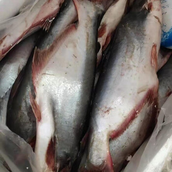 大马佐恩 ca saba 新鲜巴沙鱼 湄公鱼火锅烧烤 1000克整条nguyen con