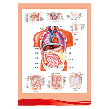 医院内科挂图肛肠人体解剖图身体结构示意图位置图宣传画海报墙贴纸ws