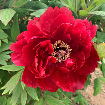 菏泽牡丹花苗大苗正宗洛阳观赏重瓣庭院盆地载花卉阳台当年开花 红色