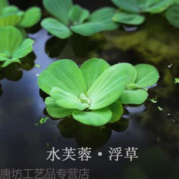 水芙蓉苗水浮莲水培植物水生植物水养草池塘鱼缸造景养殖净化水质水芙蓉3 4个叶子5株裸根不带土 图片价格品牌报价 京东