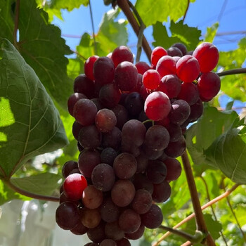 文枝新疆当季新鲜水果玻璃翠无籽脆甜红提2斤整箱4斤顺丰2斤11g