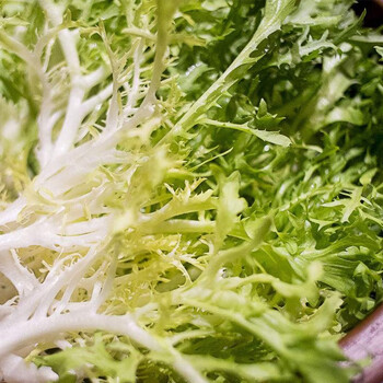 【顺丰】新鲜黄心苦菊 苦叶生菜 狗牙生菜九芽沙拉蔬菜 250g