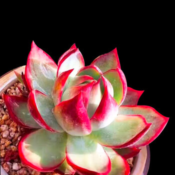 麦桑荷韩国进口多肉植物惊鸿仙子阳台桌面迷你绿植小肉肉稀有品种