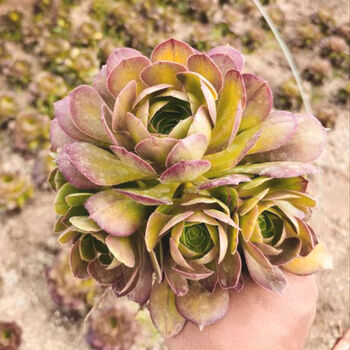 法师三圣赤霞飞水墨画欧紫韶羞一物一拍缀化老桩多肉植物桌面花卉万圣节手捧4头以上手捧花裸根不带土 图片价格品牌报价 京东