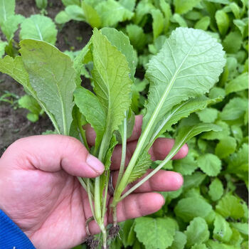 儿菜苗娃娃菜苗抱子芥菜苗秋冬蔬菜种子秧苗幼苗阳台盆栽蔬菜种苗 18