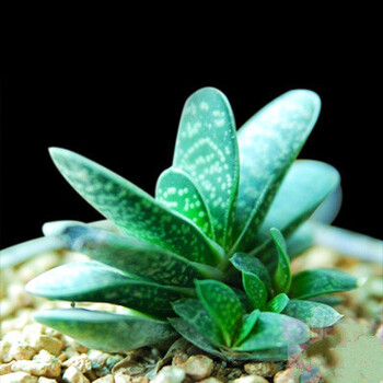 多肉植物多肉组合盆栽超萌绿植室内花卉含盆土子宝3 5cm单株不含盆 图片价格品牌报价 京东