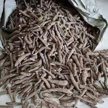 中药材云南一支蒿 飞天蜈蚣草 一只蒿 鹿角蒿雪山上 一支蒿根新货有仁