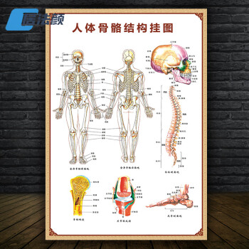 十二經絡圖骨骼示意圖18人體骨骼結構圖100x150釐米70寸油畫布藝術感
