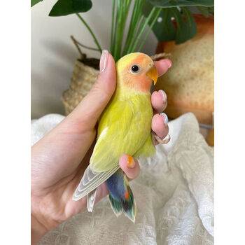 手养牡丹鹦鹉黄桃绿桃日本雏鸟紫罗兰幼小鸟说话活鸟宠物人半毛 蓝腰