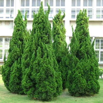 静嘉龙柏小苗小龙柏龙柏球庭院四季常青龙柏树苗龙柏盆景龙柏球绿化
