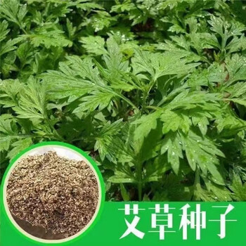 旺园兴艾草种子驱蚊草艾叶种籽野生大小叶艾蒿青蒿种植四季驱蚊 药用