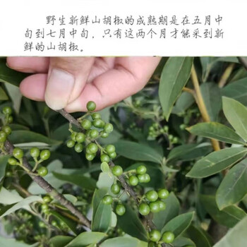 红允木姜子新鲜山胡椒新鲜现摘1斤木姜子木椒子湖南特产先摘现发50g