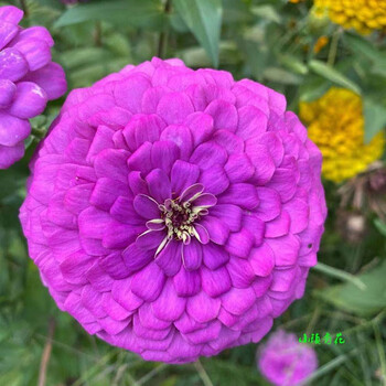 开花不断步步高花卉种子小镇有花 紫色  百日草种子 矮杆 10克约500粒