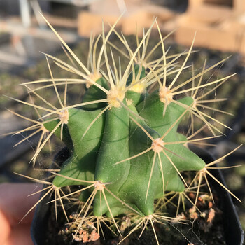 仙人球开花稀有品种实生仙人掌兜刺球多肉植物防辐射盆栽 杏色 王冠龙