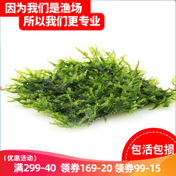 云峰海瑞鱼缸水草前景莫丝莫斯水草水族箱造景套餐水草活体草缸造景装饰水族鱼缸造景大三角8 8网片定植 存活率高 图片价格品牌报价 京东