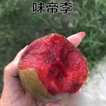 新品种果树苗特大青皮红心李子树苗味帝李子苗嫁接苗南方北方种植 六