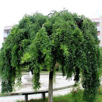 龙爪槐倒栽垂槐黄金槐国槐正宗嫁接适宜南北方庭院绿化种植树苗木