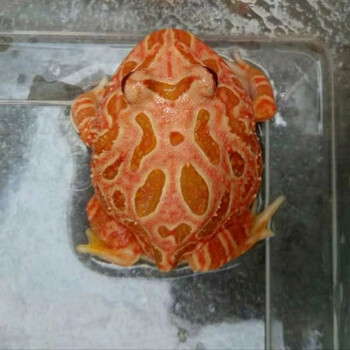 角蛙活体爬宠两栖宠物青蛙蝌蚪绿角蛙黄金角蛙观赏活体非洲牛蛙 草莓4