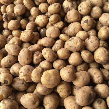 宁波新鲜小土豆农家自种 5斤蔬菜洋薯黄心土豆粉糯迷你马铃薯洋芋 小