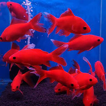 观赏鱼冷水鹦鹉鱼好养耐活冷水血鹦鹉草金鱼黑眼金鱼活体淡水鱼 冷水