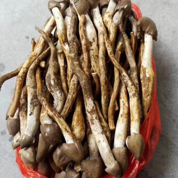 野生新鲜荔枝菌夏至菇鸡枞菌五月菇广州增城1000克精选头1000克广东