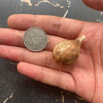 浓香型香雪兰种球小苍兰麦兰种球植物多年生花卉室内兰花种子 【一事