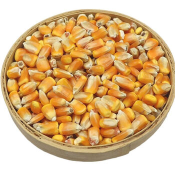 玉米粒饲料小粒玉米农家干玉米粒喂鸽子小粒玉米鸽子粮食鸟食饲料510