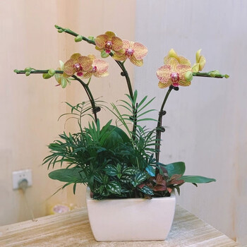 送货上门 蝴蝶兰盆栽花卉盆景植物带花室内精品兰花真花开业贺寿高档礼品送领导两小时达招财进宝 蝴蝶兰盆栽 图片价格品牌报价 京东