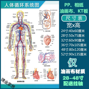 人體解剖彩色學掛圖pp背膠貼紙默認發背膠貼紙材質的需要其他聯繫客