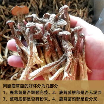 鹿茸菇乾貨鹿茸菌新鮮非野生脆脆菇幹姑特產煲湯500g營養蘑菇 250g