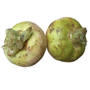 上海可发 恰玛古  2斤/ 恰玛古新疆柯坪县新鲜蔬菜恰玛古强碱性食品