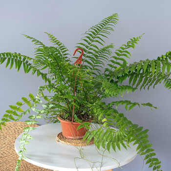 水无怜奈 超大霸王蕨长叶肾蕨绿植大型蕨类垂吊植物室内盆栽阳台花卉
