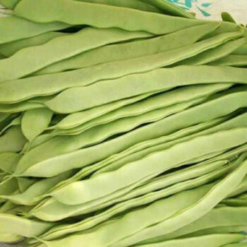 福建漳州新鲜芸豆扁豆角四季豆无丝刀豆新鲜蔬菜新鲜扁芸豆批发新鲜
