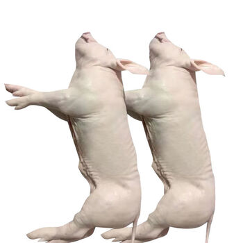 福茹洲 冰鲜烤乳猪整只冷冻现杀乳猪新鲜广东烧腊小乳猪酒店宴会 乳猪