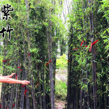 不超过2米高的竹子品种(不超过2米高的竹子品种图片)