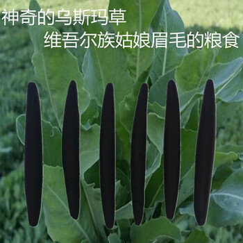 吾斯曼草棒乌斯蔓草棒乌斯玛草棒新疆乌斯玛草生眉笔草棒营养液眉毛