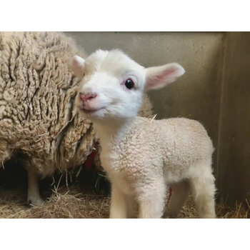 国产侏儒羊 羊活物羊 观赏羊 小羊羔活羊小羊崽羊仔山羊活苗