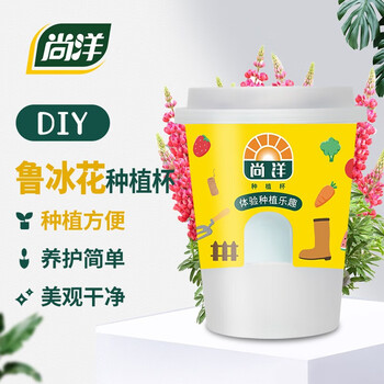 尚洋 向日葵种子小花农儿童种植盆栽植物种植杯花卉种子幼儿园蔬菜