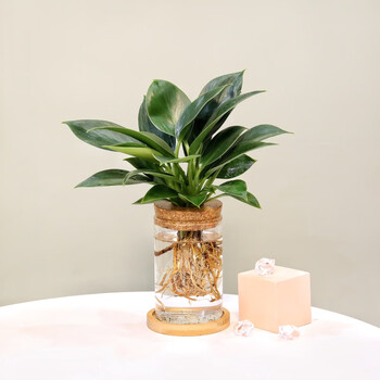 水培植物文竹九里香玻璃瓶皿水培水养植物室内办公室绿植花卉盆栽tt8