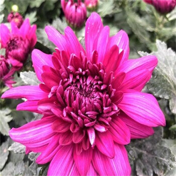 大菊花乒乓菊长寿花带花庭院室内阳台植物 紫芙蓉(带花苞发货/不含盆)