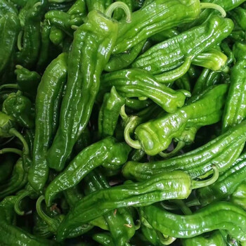 美之味新鲜青椒虎皮青椒薄皮青椒微辣农家现摘新鲜蔬菜精选青椒1斤