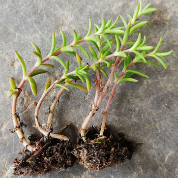 抗肿癌草草垂盆草正宗野生现采中药材三叶佛甲草央视同款6棵带泥冹货